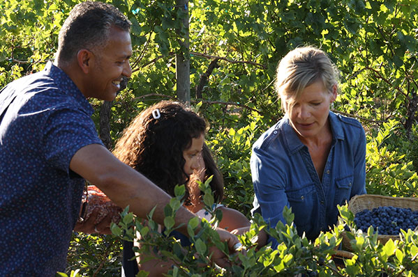 mixed race family picking blueberries